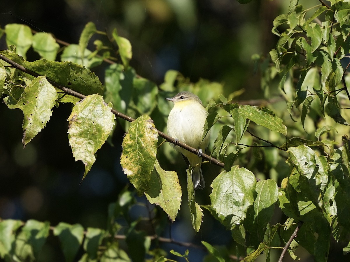 Philadelphia Vireo - ML642884402