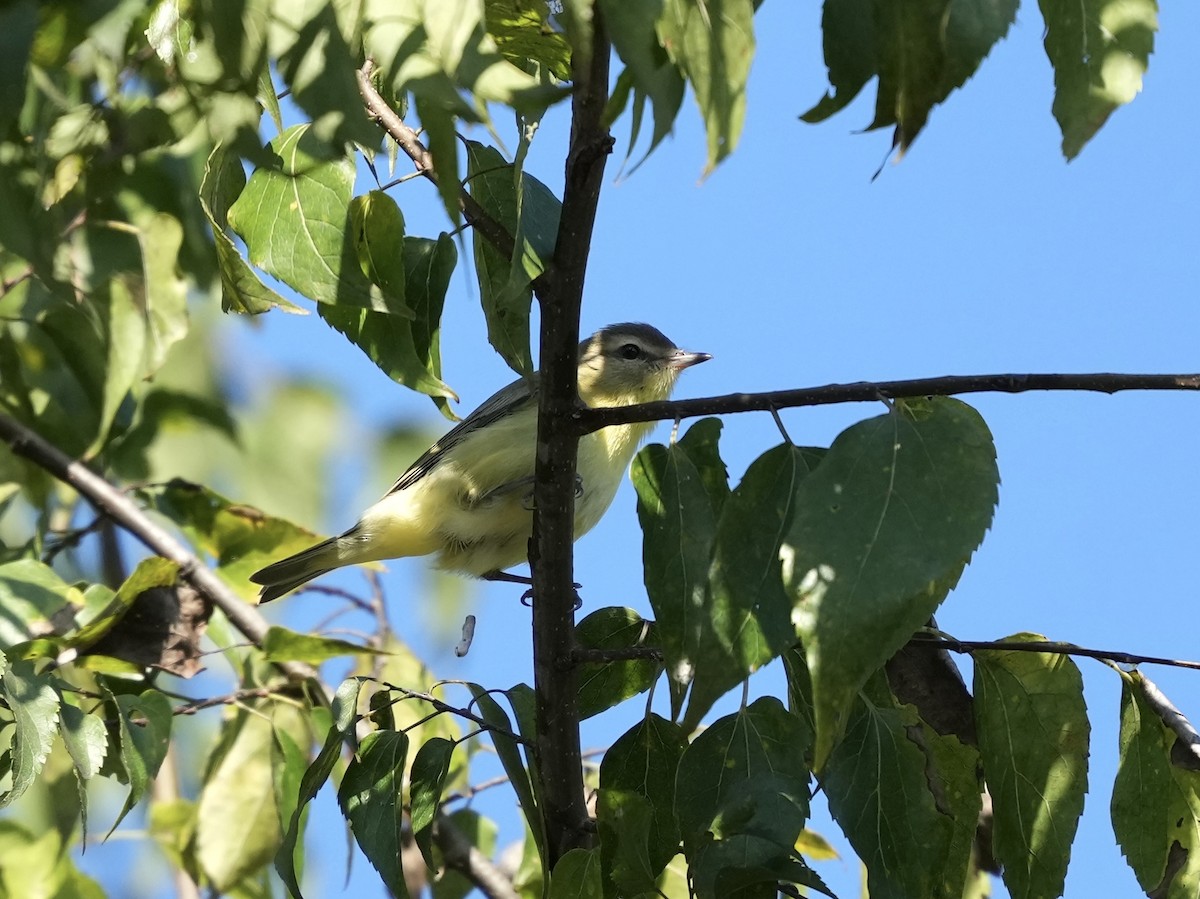 Philadelphia Vireo - ML642884403