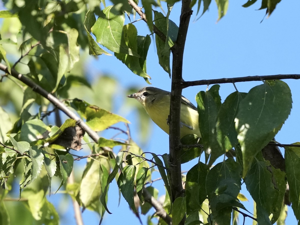 Philadelphia Vireo - ML642884404