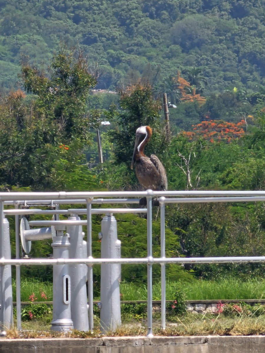 Brown Pelican - ML642884406