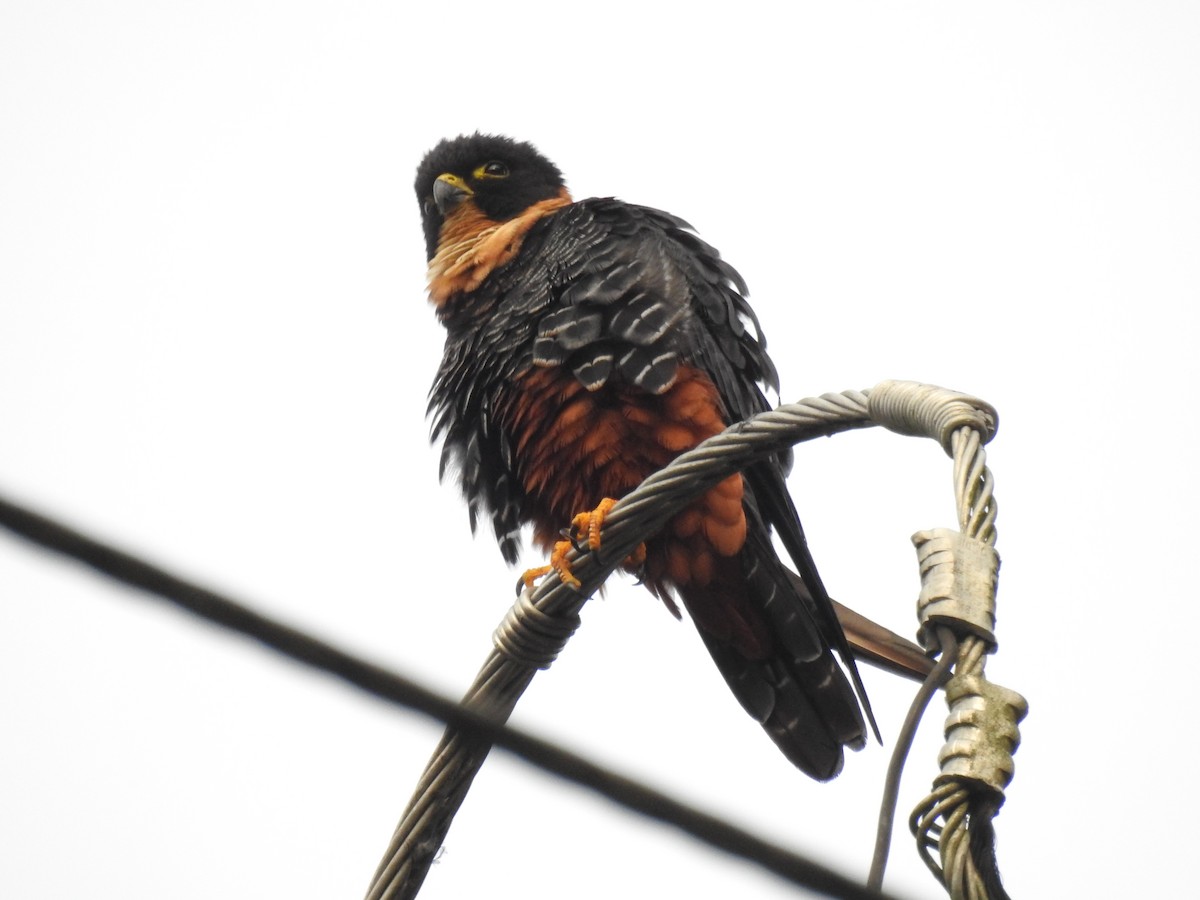 Bat Falcon - ML642884410