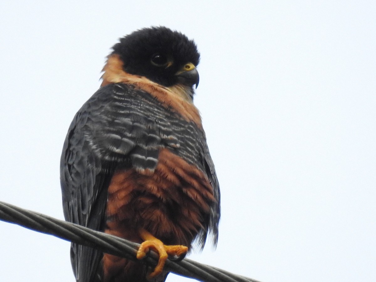 Bat Falcon - ML642884411