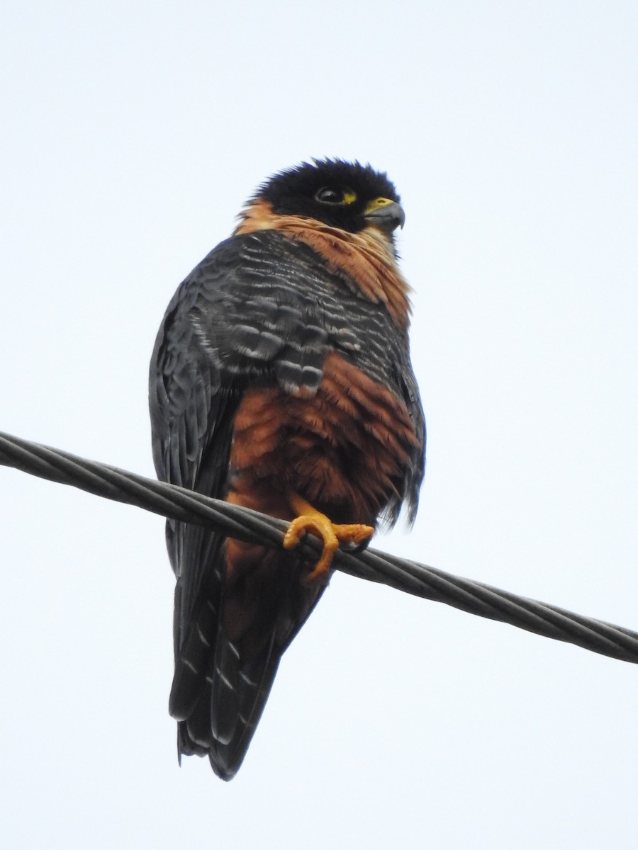 Bat Falcon - ML642884412