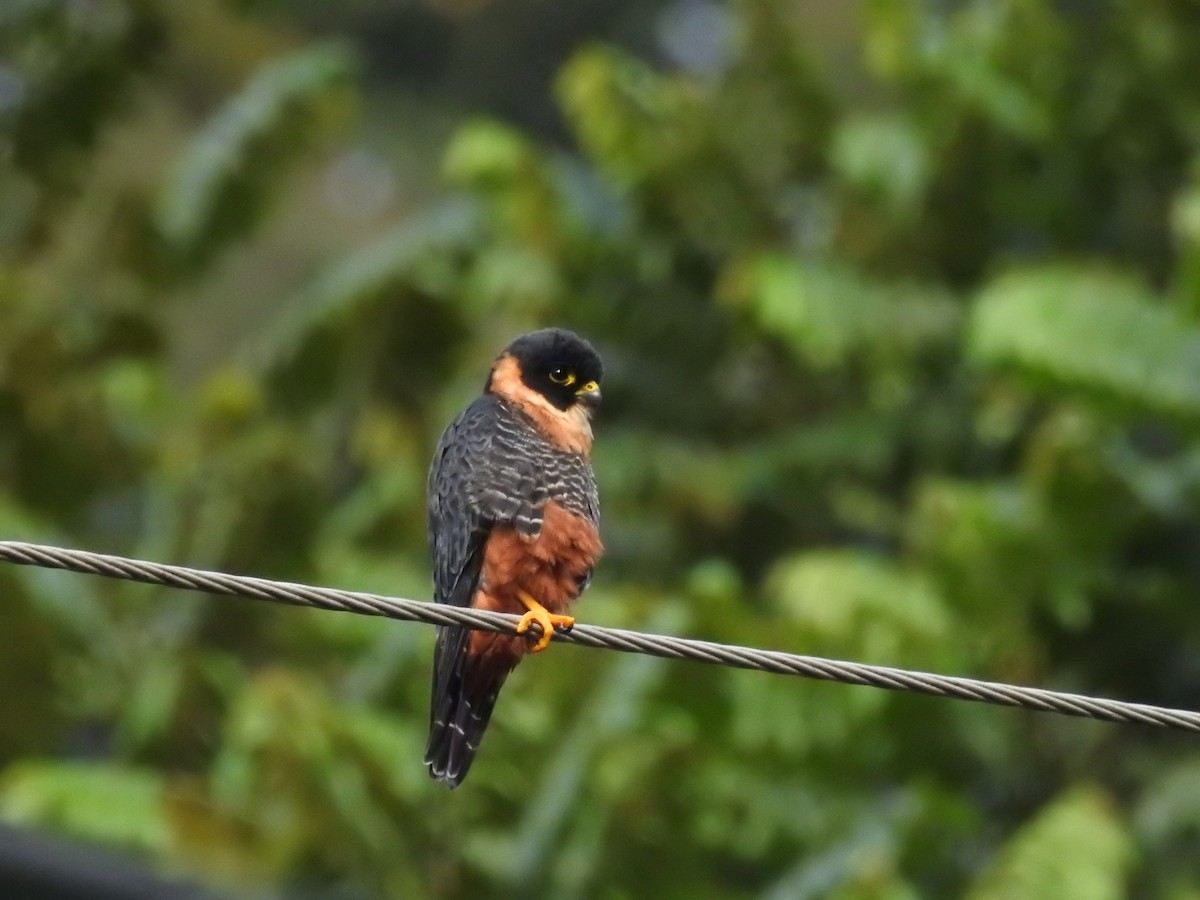 Bat Falcon - ML642884413