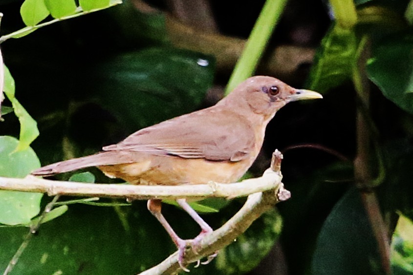 Clay-colored Thrush - ML642884415