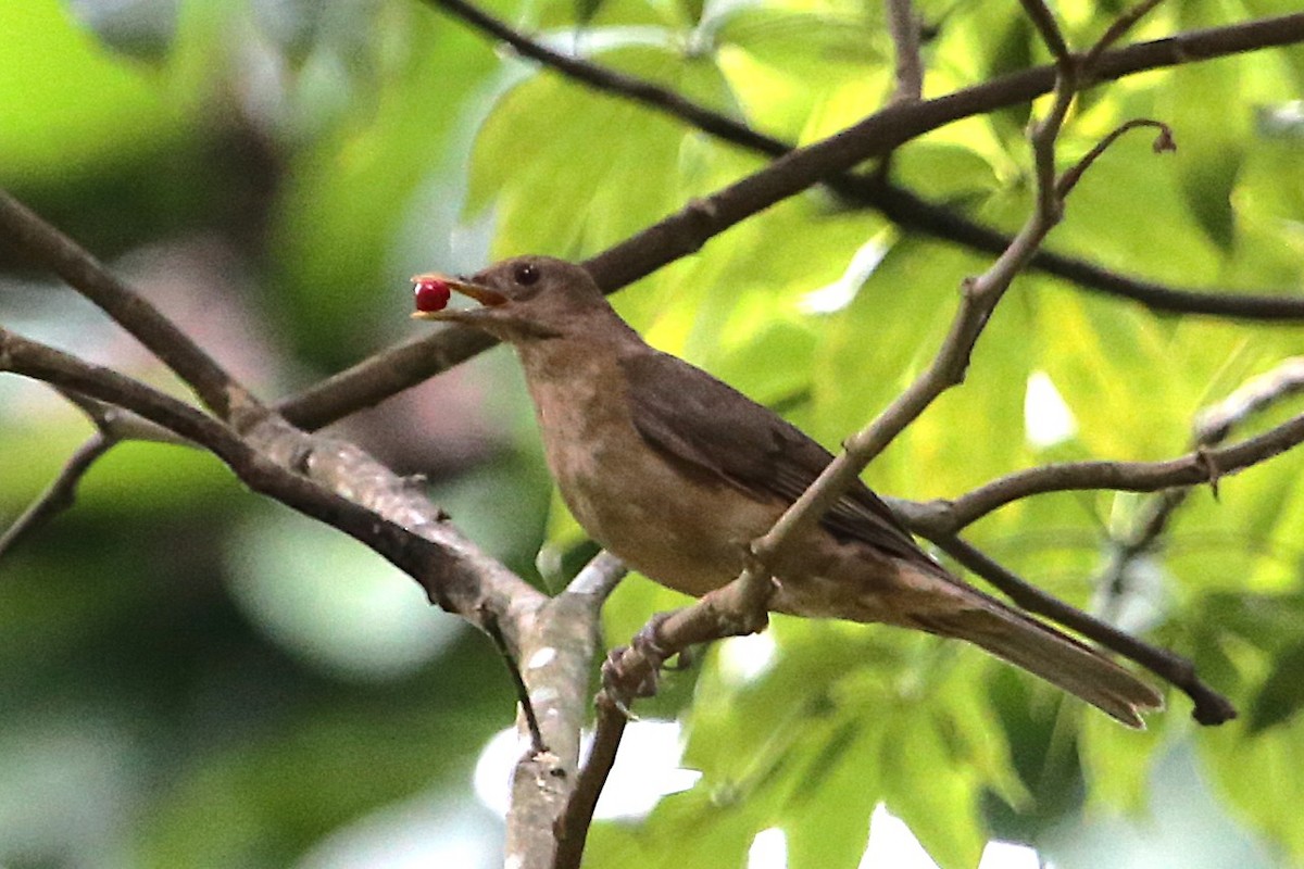Clay-colored Thrush - ML642884417