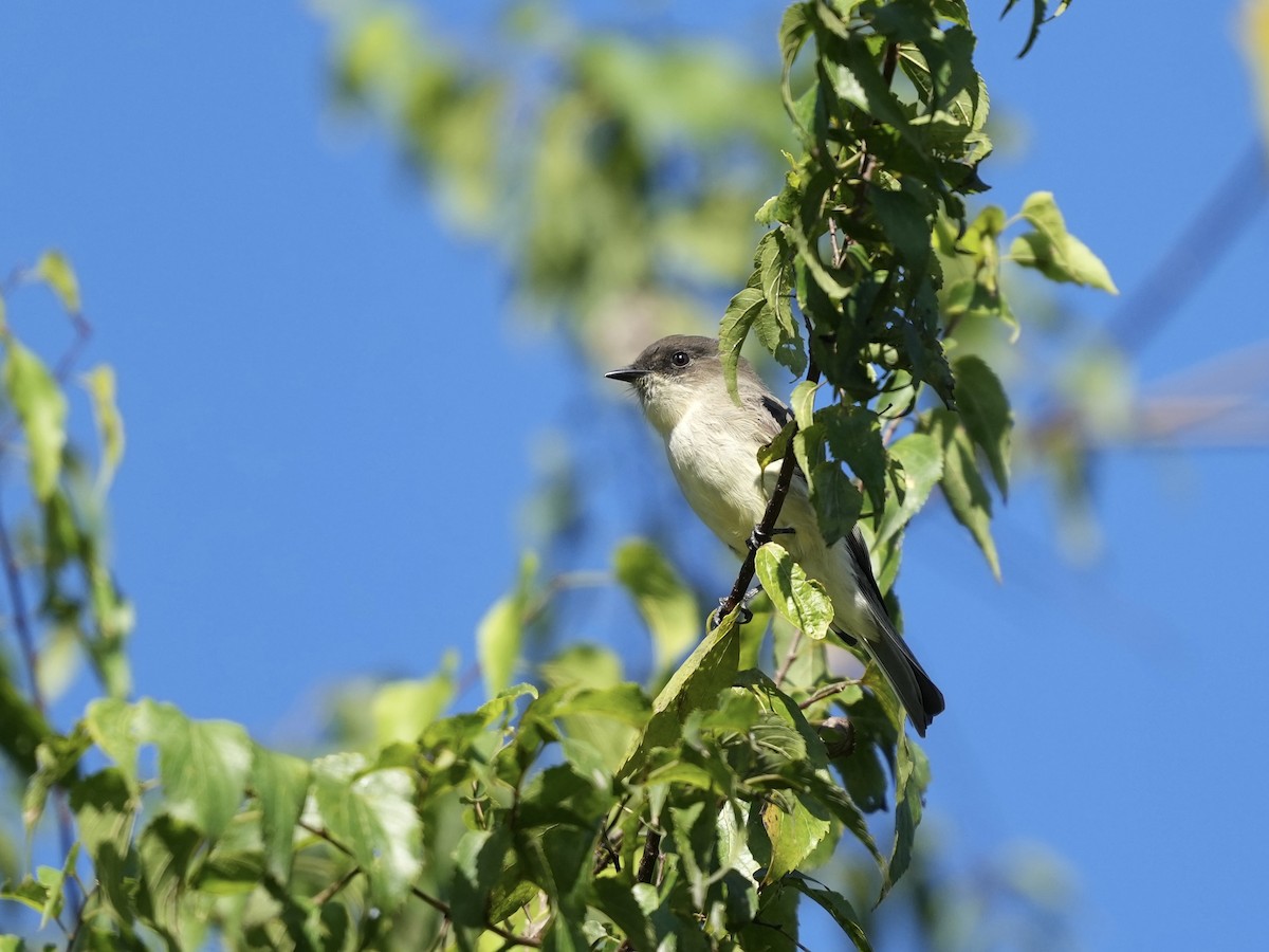 Eastern Phoebe - ML642884424