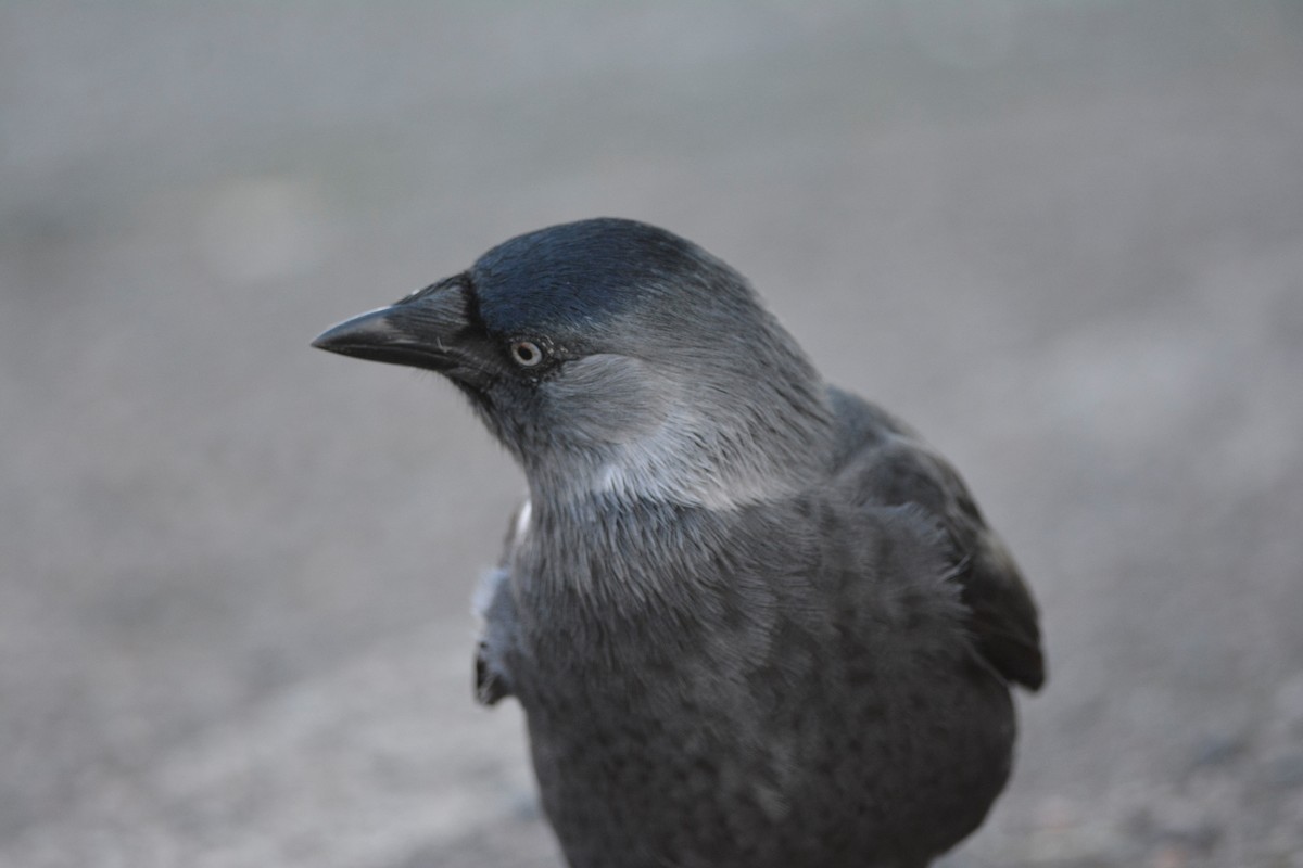 Eurasian Jackdaw - ML642884431