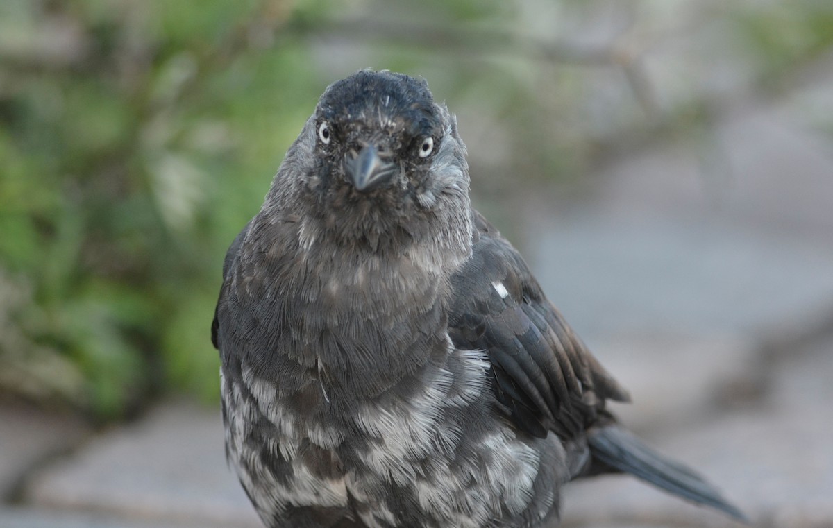 Eurasian Jackdaw - ML642884432