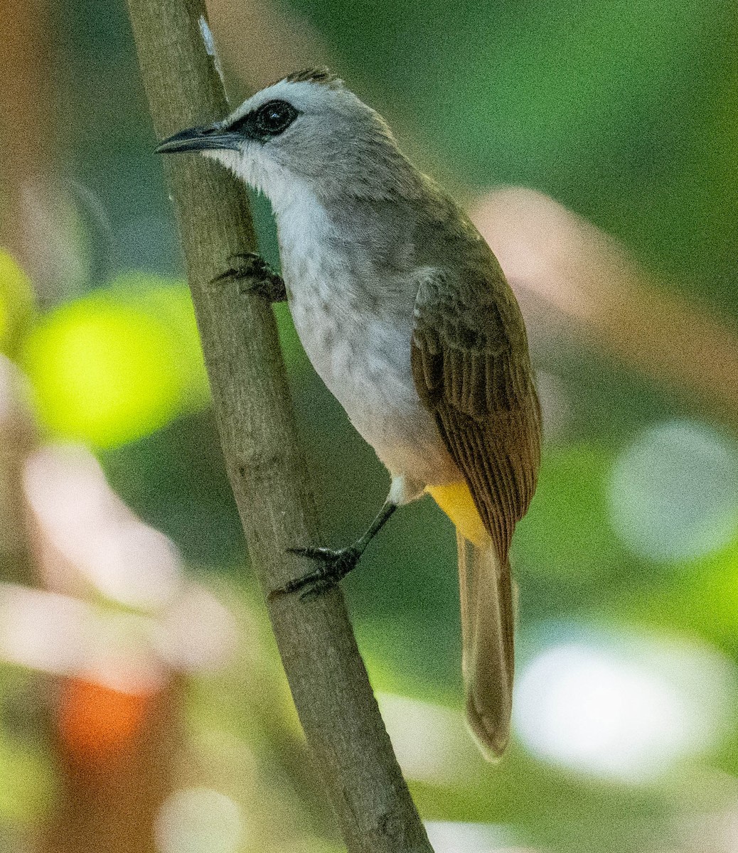 Yellow-vented Bulbul - ML642884460