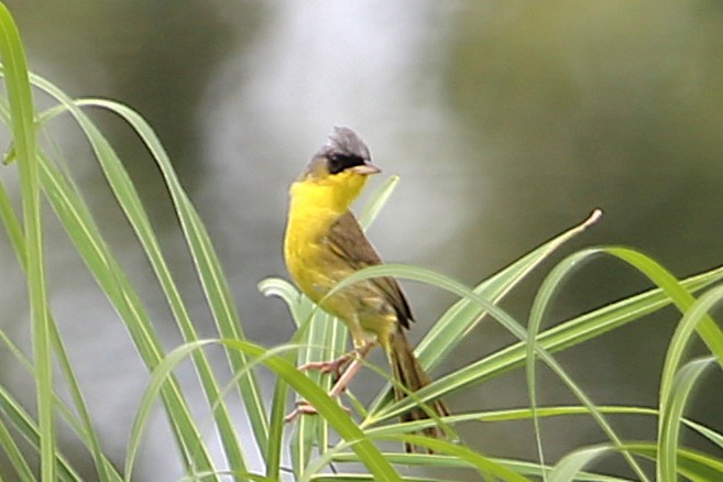 Gray-crowned Yellowthroat - ML642884464