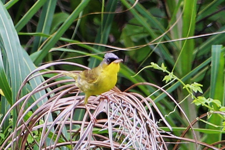 Gray-crowned Yellowthroat - ML642884465