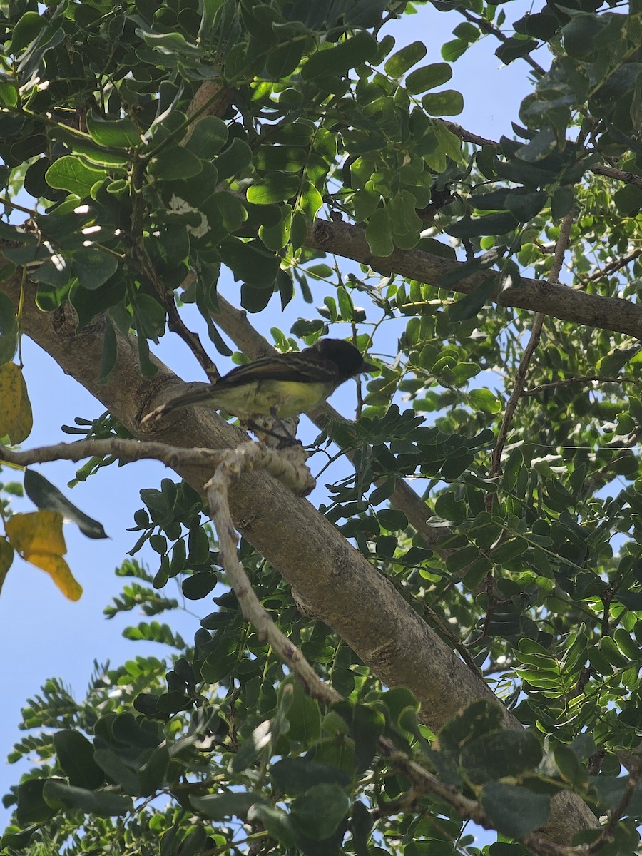 Hispanyola Sinekkapanı - ML642884478