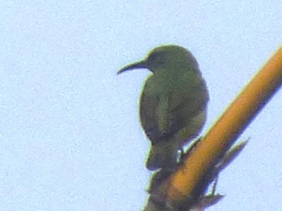 Red-legged Honeycreeper - ML642884508