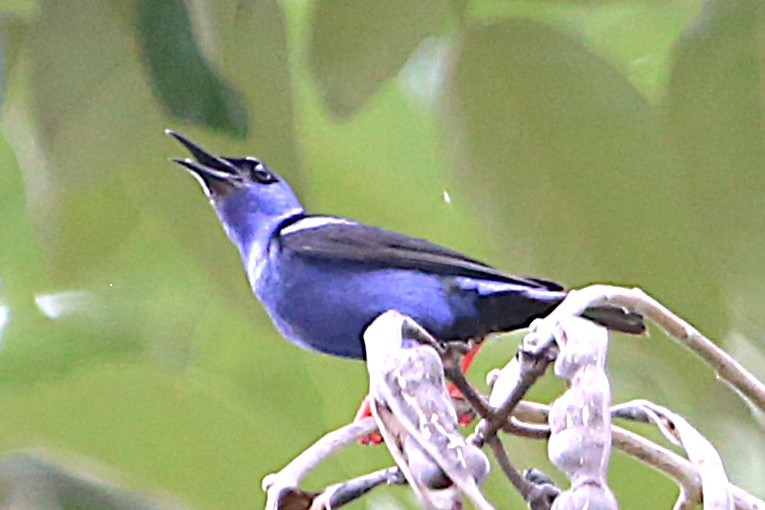 Red-legged Honeycreeper - ML642884509