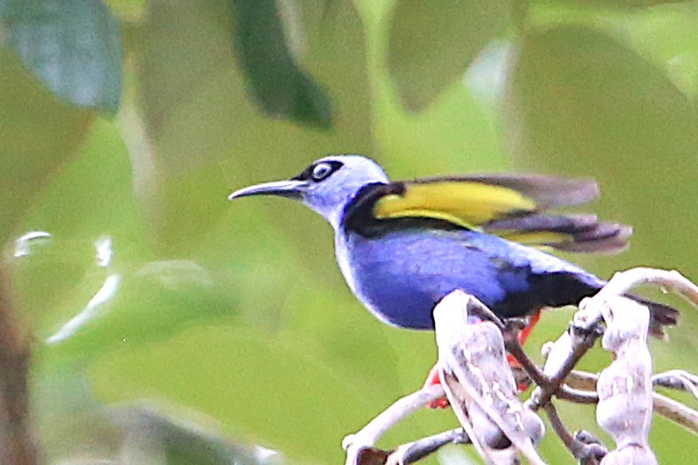 Red-legged Honeycreeper - ML642884510
