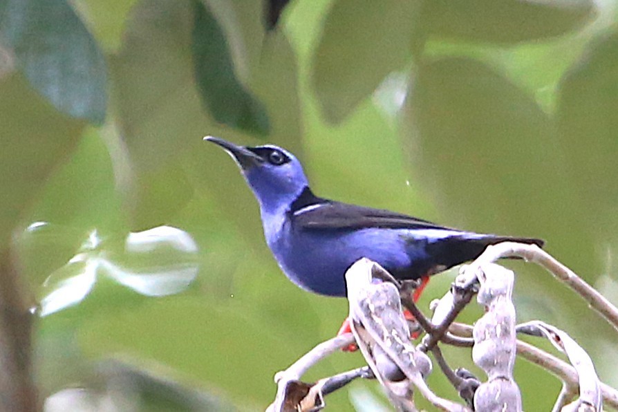 Red-legged Honeycreeper - ML642884511