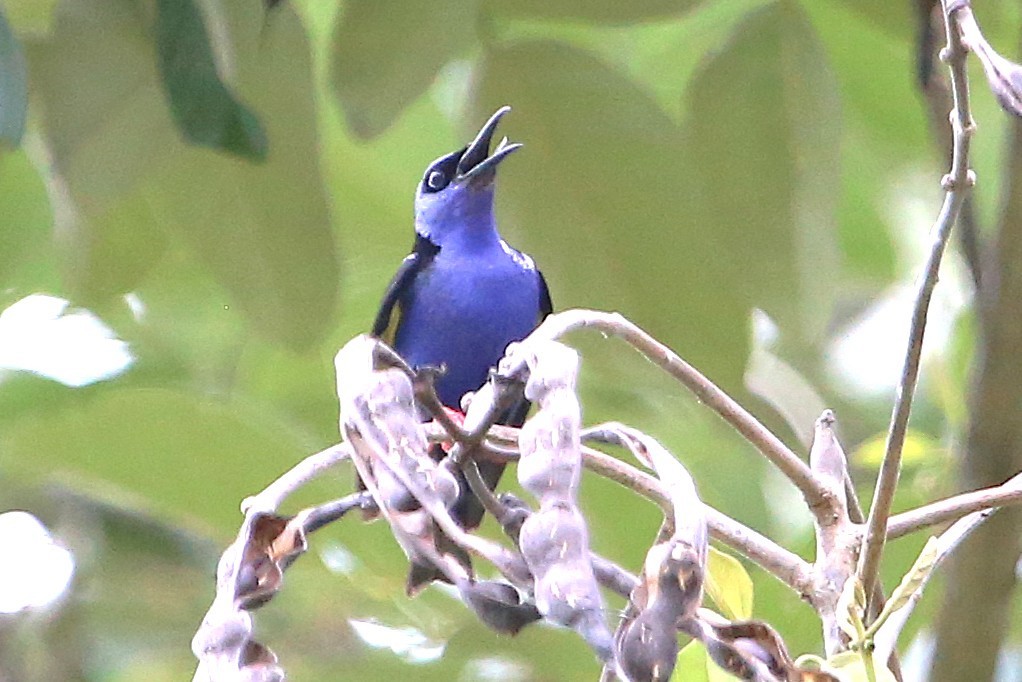 Red-legged Honeycreeper - ML642884512