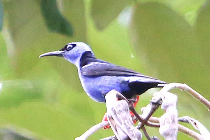 Red-legged Honeycreeper - ML642884513