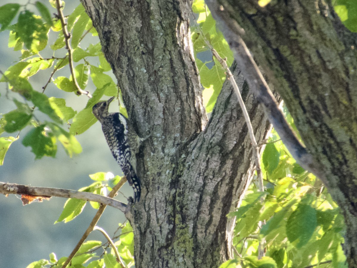 Yellow-bellied Sapsucker - ML642884522