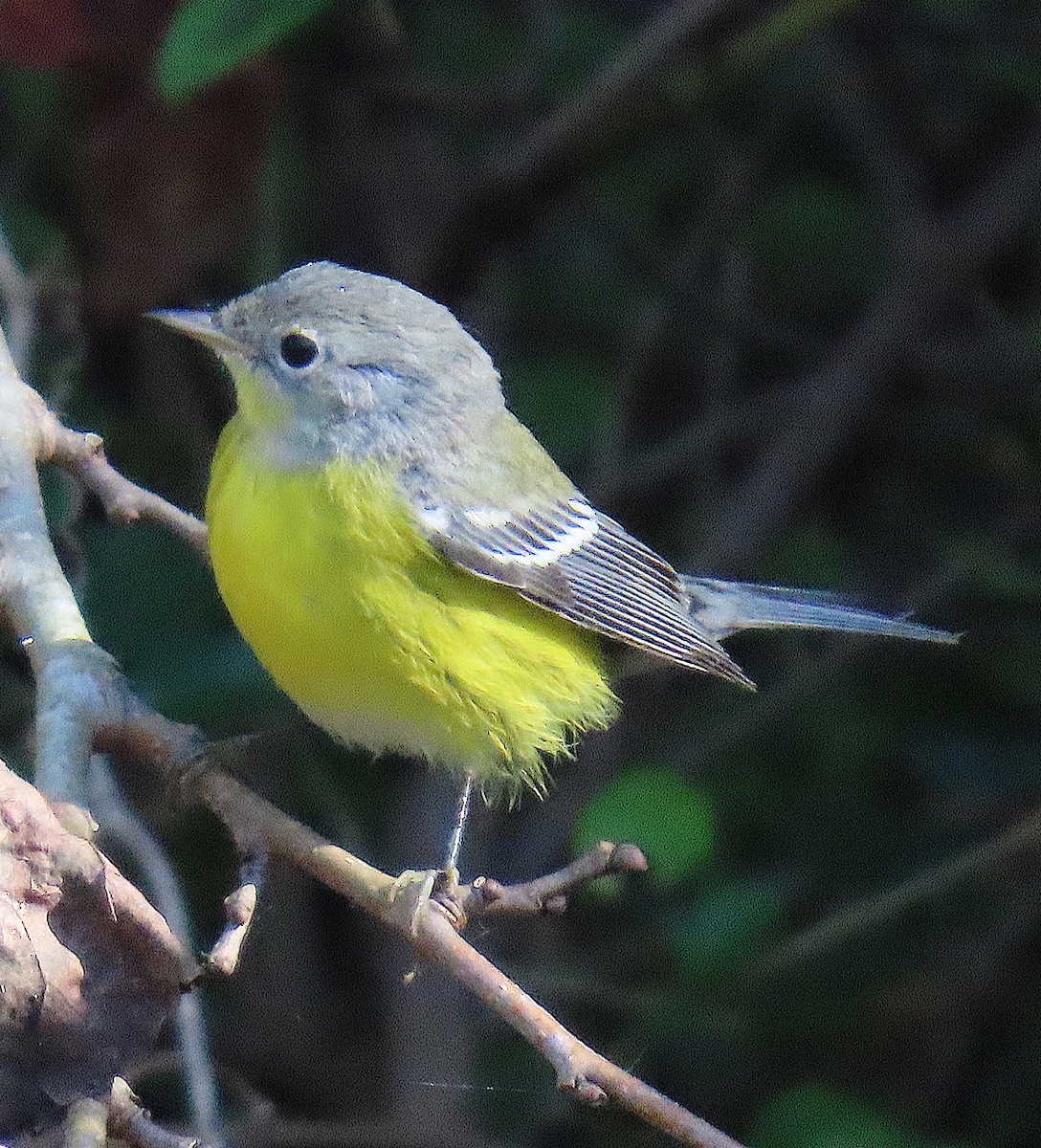 Magnolia Warbler - ML642884534