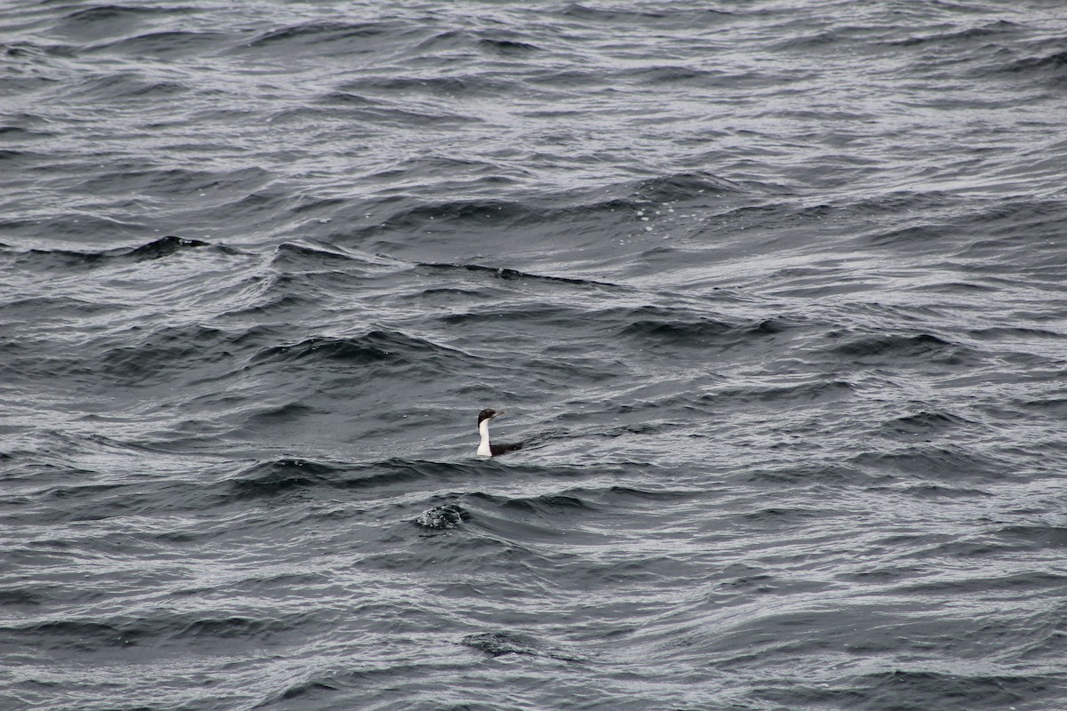 Mavi Gözlü Karabatak - ML642884542