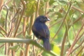 Blue-black Grassquit - ML642884545