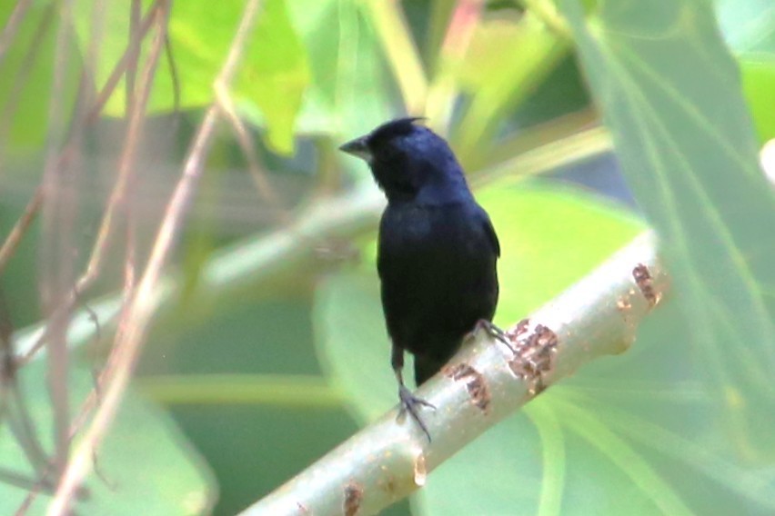 Blue-black Grassquit - ML642884546