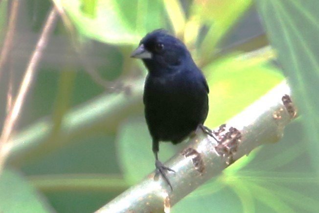 Blue-black Grassquit - ML642884547