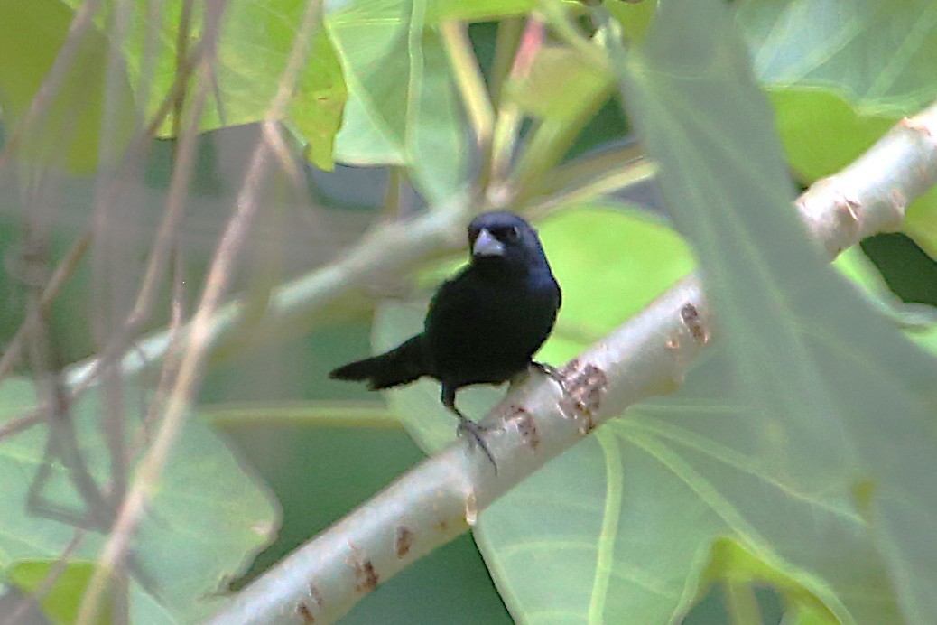 Blue-black Grassquit - ML642884548