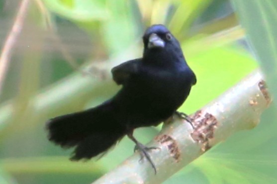 Blue-black Grassquit - ML642884549