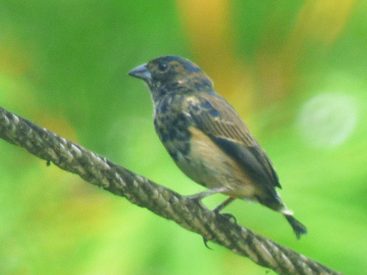 Blue-black Grassquit - ML642884550