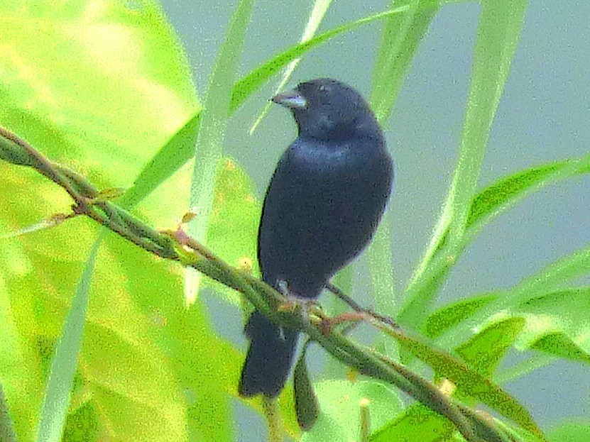 Blue-black Grassquit - ML642884552