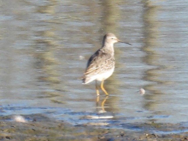 Stilt Sandpiper - ML642884594