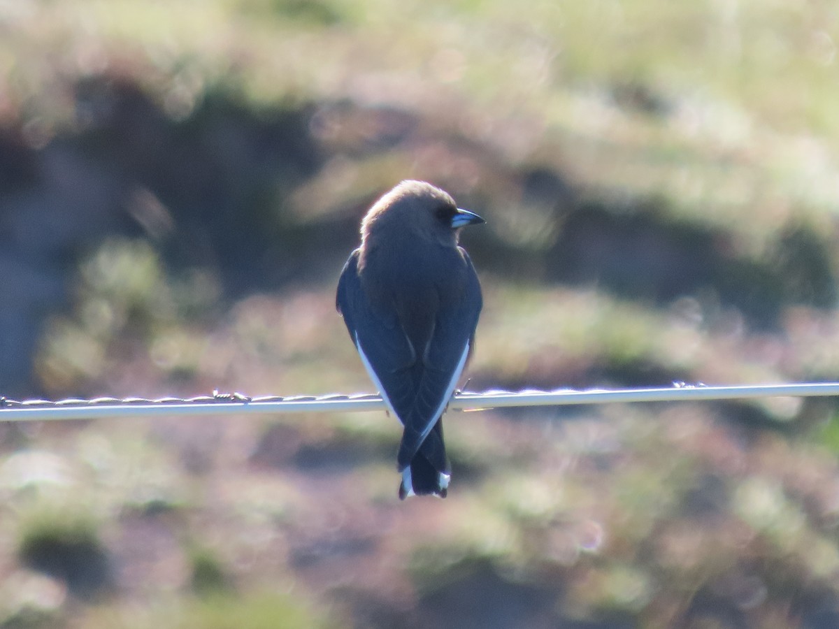 Dusky Woodswallow - ML642884596