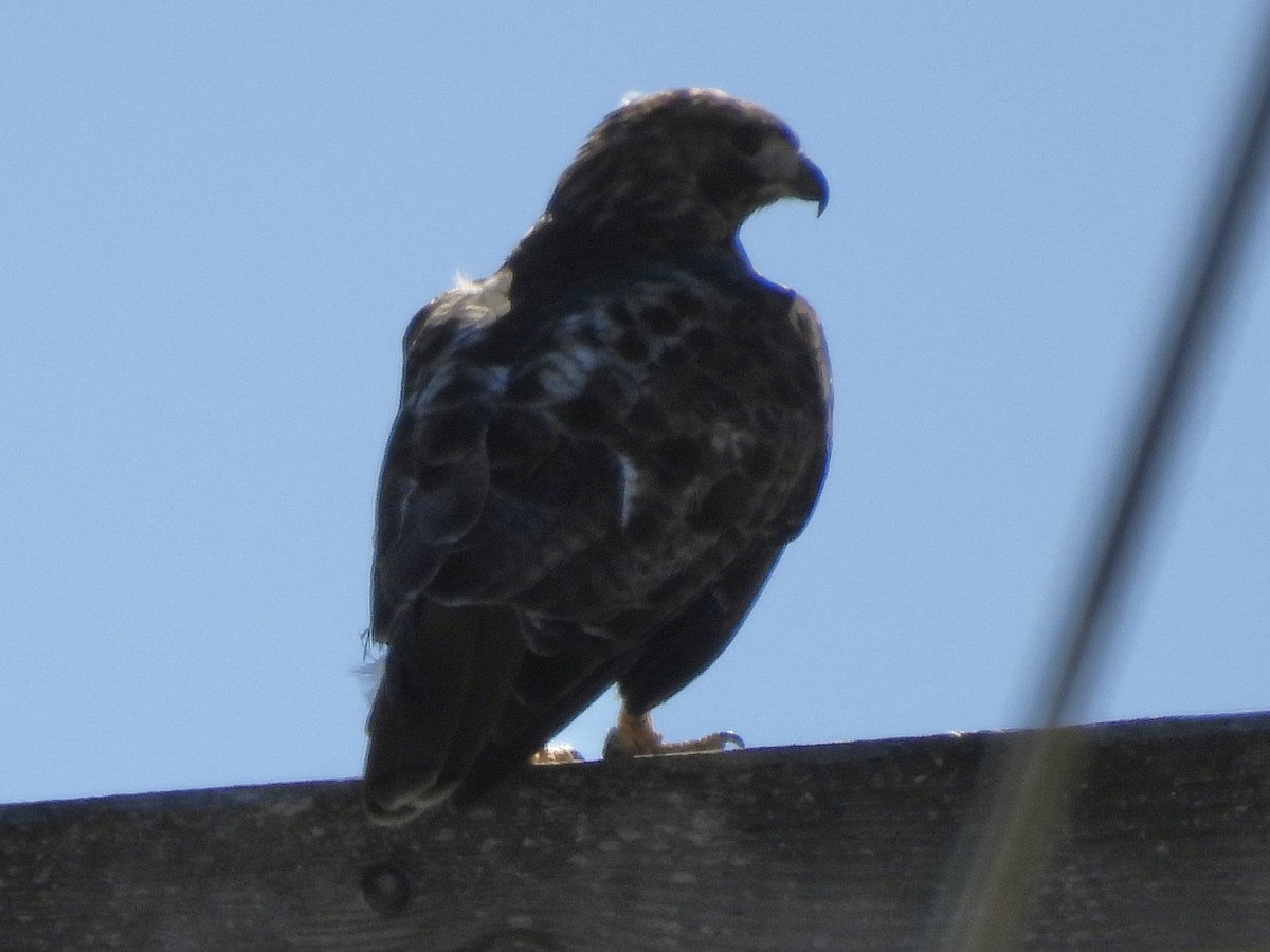 Red-tailed Hawk - ML642884598