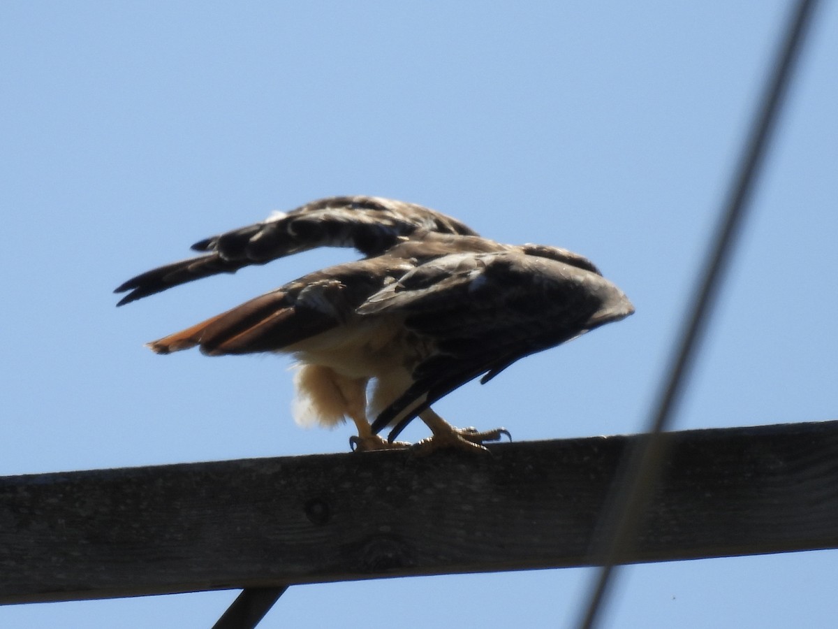 Red-tailed Hawk - ML642884599