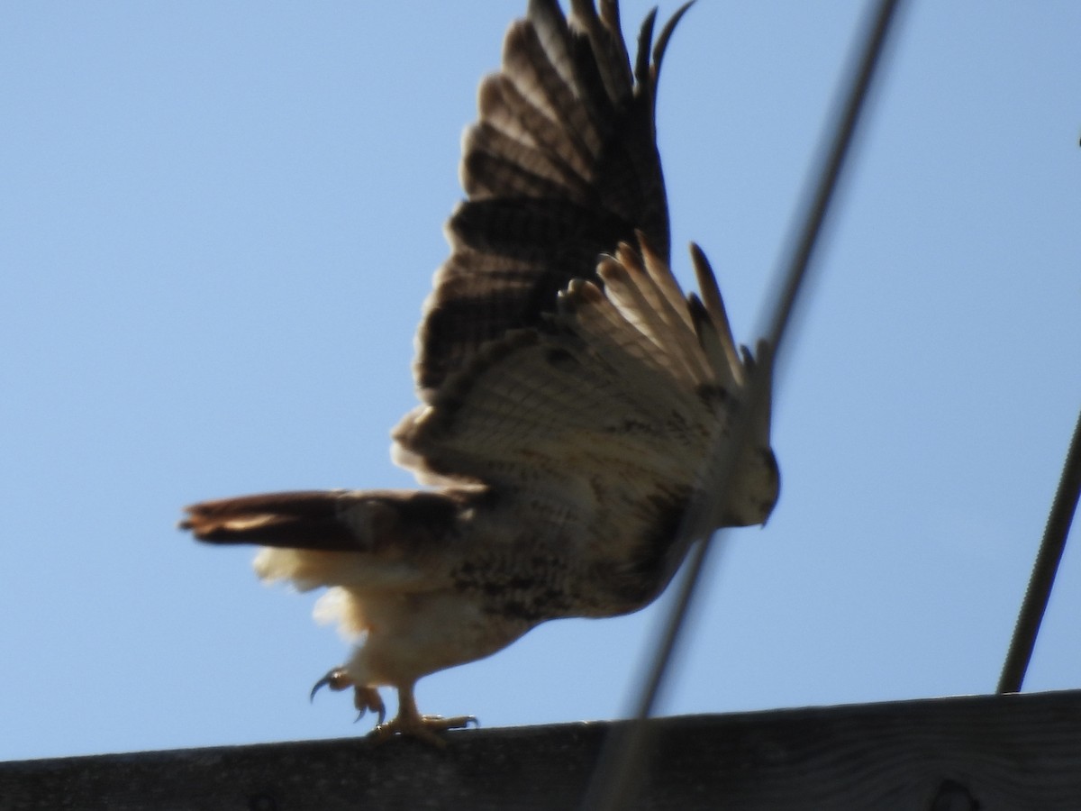 Red-tailed Hawk - ML642884600