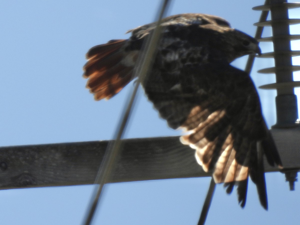 Red-tailed Hawk - ML642884601