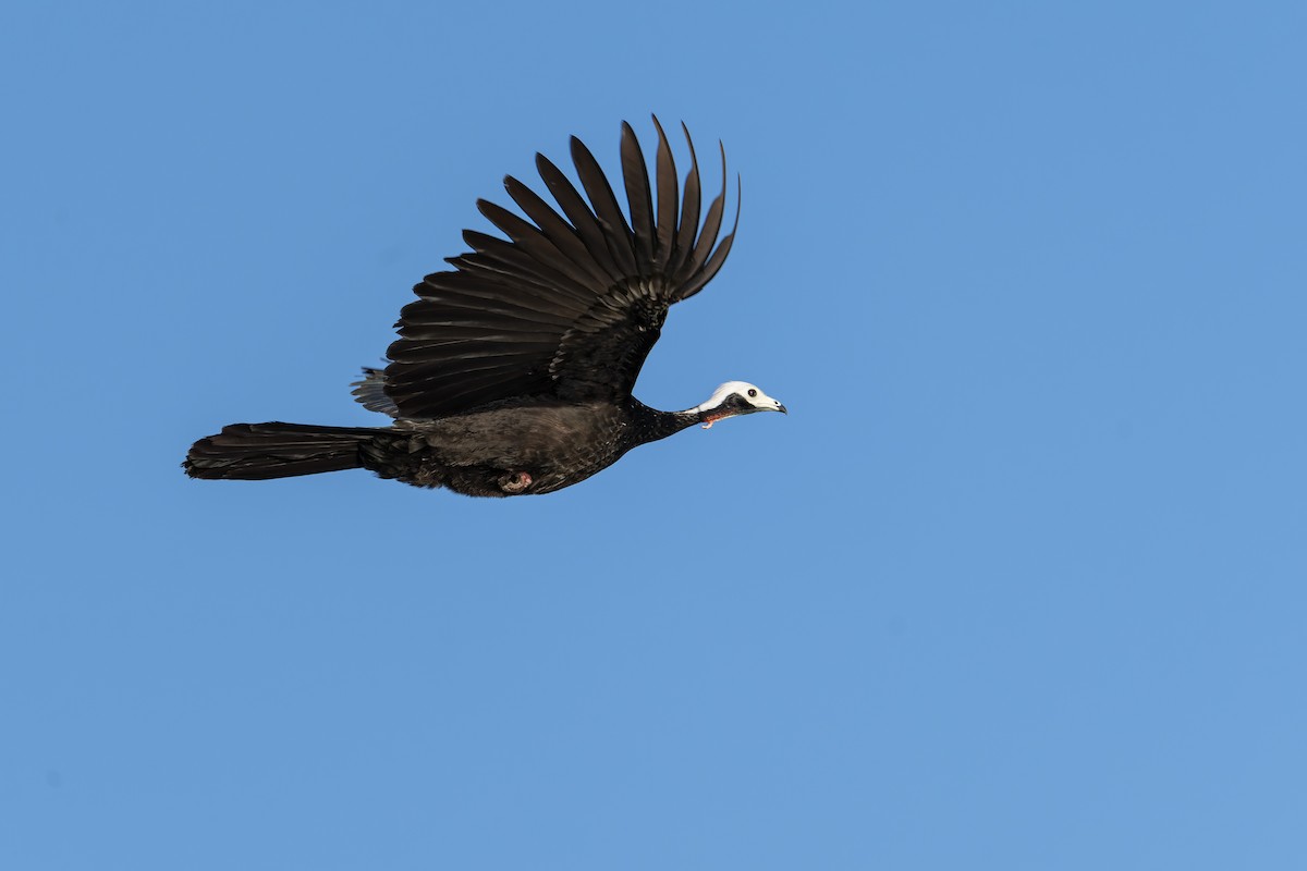 White-throated Piping-Guan - ML642884604