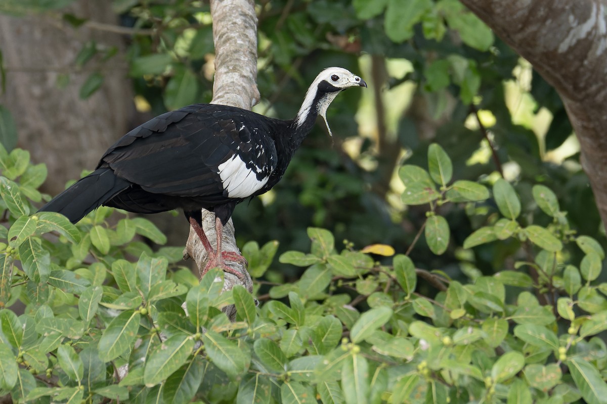 White-throated Piping-Guan - ML642884605
