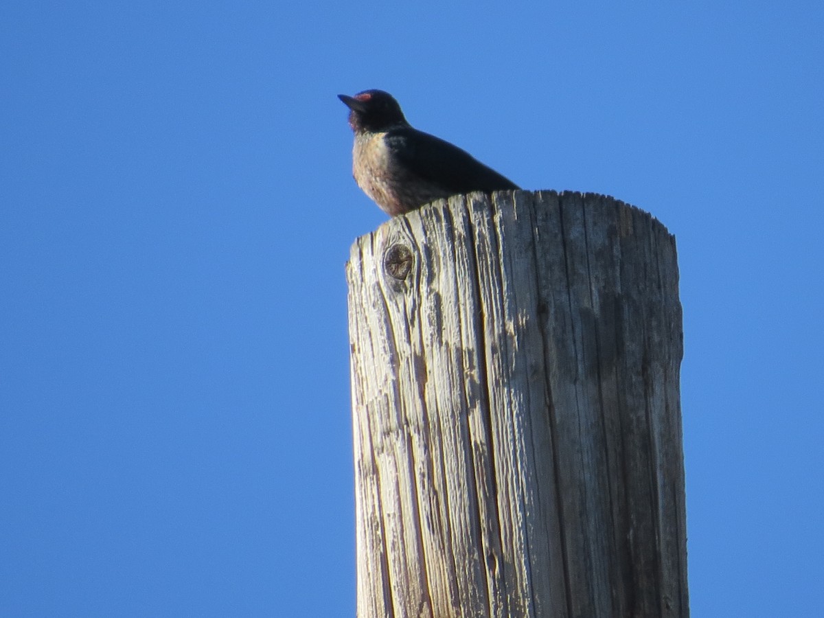 Lewis's Woodpecker - ML642884614