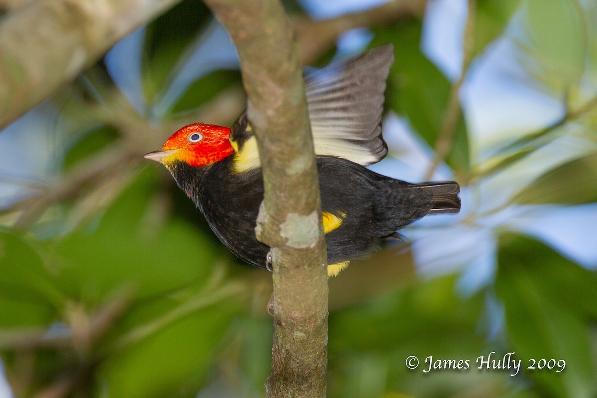 rødhettemanakin - ML642884618