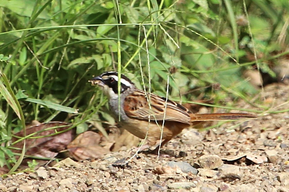 stripehodespurv - ML642884625
