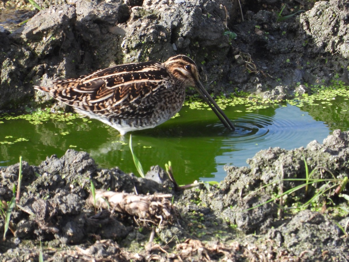 Wilson's Snipe - ML642884644