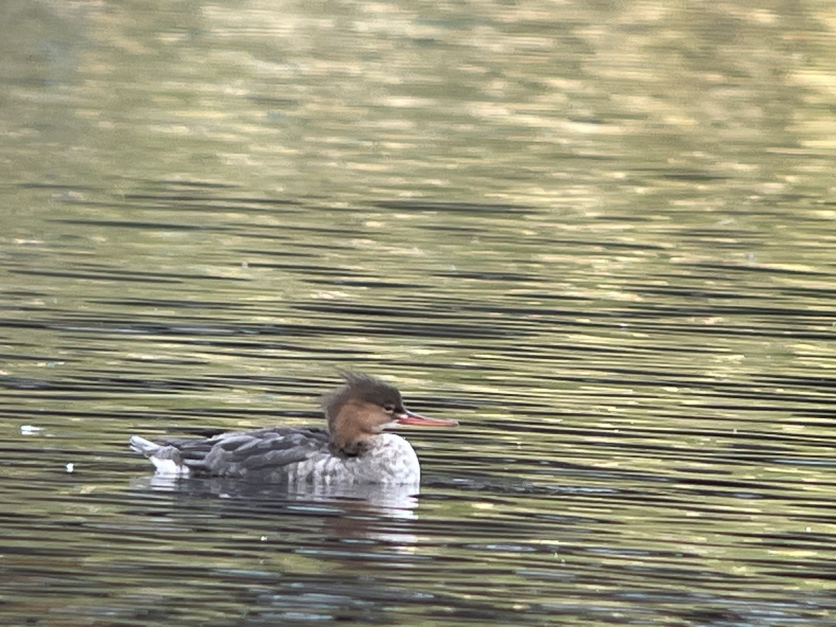 Red-breasted Merganser - ML642884650