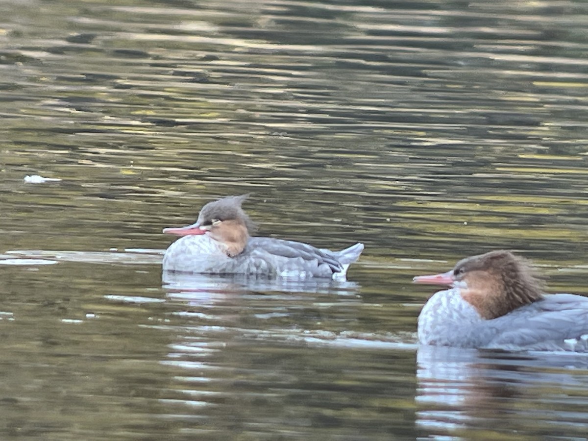 Red-breasted Merganser - ML642884651