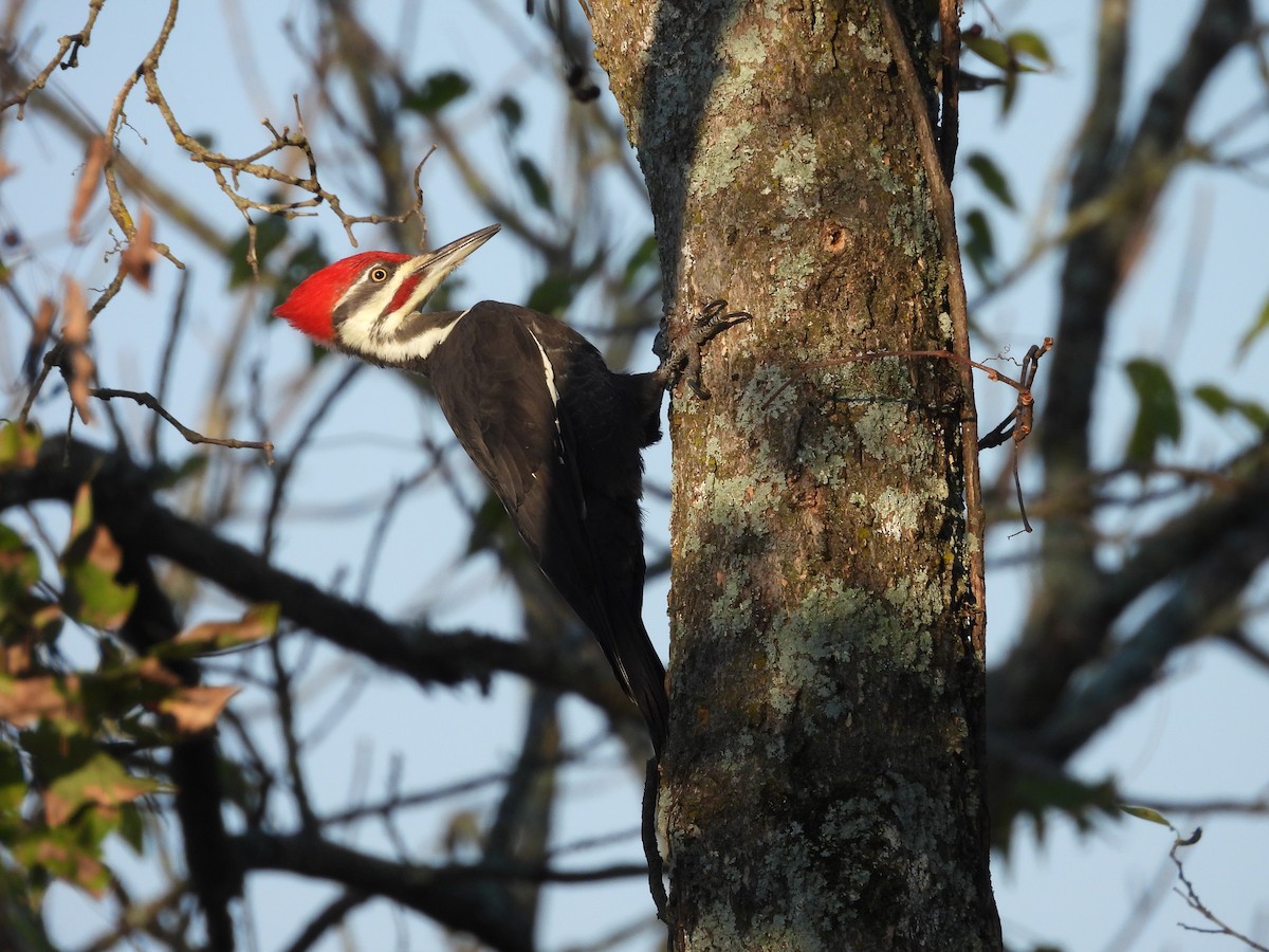 Pileated Woodpecker - ML642884662
