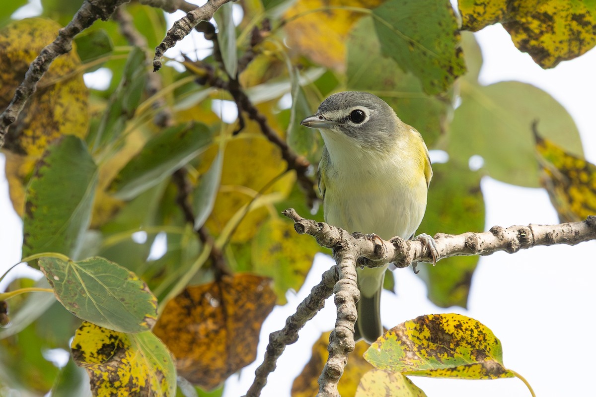 Blue-headed Vireo - ML642884664