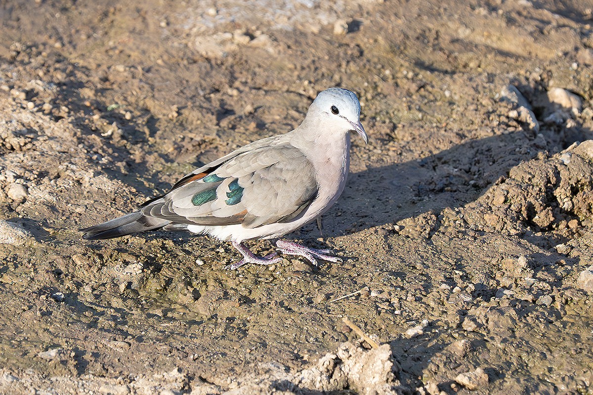Emerald-spotted Wood-Dove - ML642884670